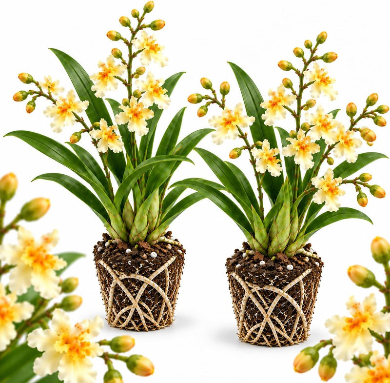 2 Fragrance Fantasy Oncidium Orchid, Dancing Lady Flower Plant, Vigorous Tropical Indoor Houseplant, Bright Blooms for Garden & Balcony