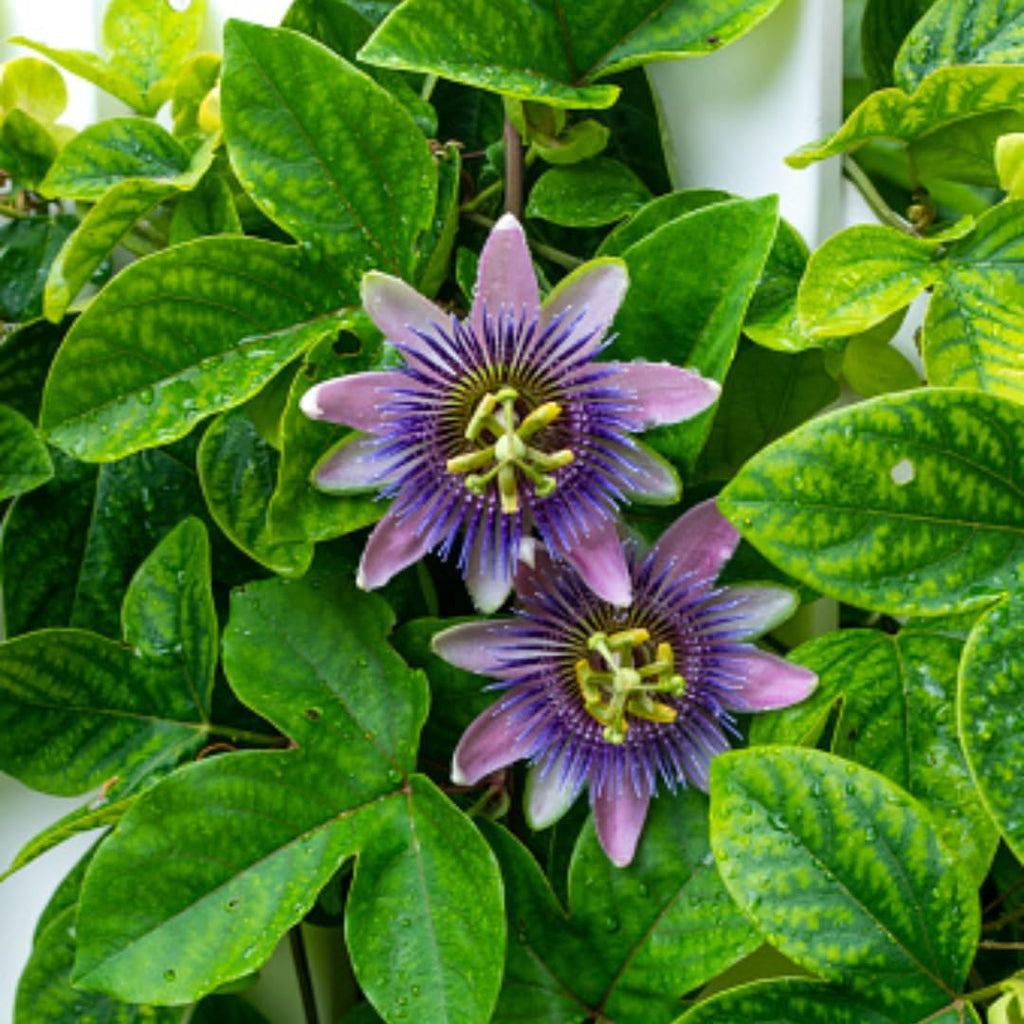 3 Count Live Purple Passiflora Starter Plant | Produce Purple Flower | for Trellis, Hedge 4 to 8 Inch Tall | Maypop Live Plant| Well-Rooted for Home & Garden