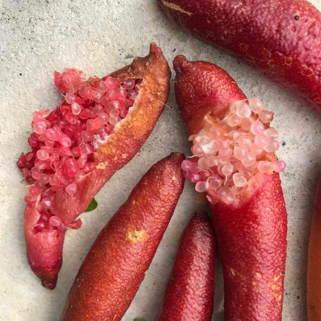 Red Finger Limes Tree Live Plant | 2.5–3 Ft Live Citrus Plant | Easy-to-Grow Citrus Tree for Home Gardens & Patios