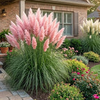 Pink Pampas Grass Plants Live, 4 Inch Tall Starter, Ornamental Feather Grass for Home Landscapes and Backyard Rows