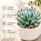 2 Echeveria Chroma Succulent Plants Live, 2 Inch Pot, Rare Live Succulent, Easy Care, Vibrant Color Indoor Houseplant for Home, Office Décor, Small Spaces & Gifts