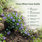 2 Vinca Minor Plants, Periwinkle Plants Live, 4" Container, Vigorous Creeping Groundcover for Backyard and Garden Rows