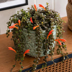 2 Packs Goldfish Plant Live Indoor Houseplant | Tropical Foliage Plant | 4-6 Inch Well Rooted Starter