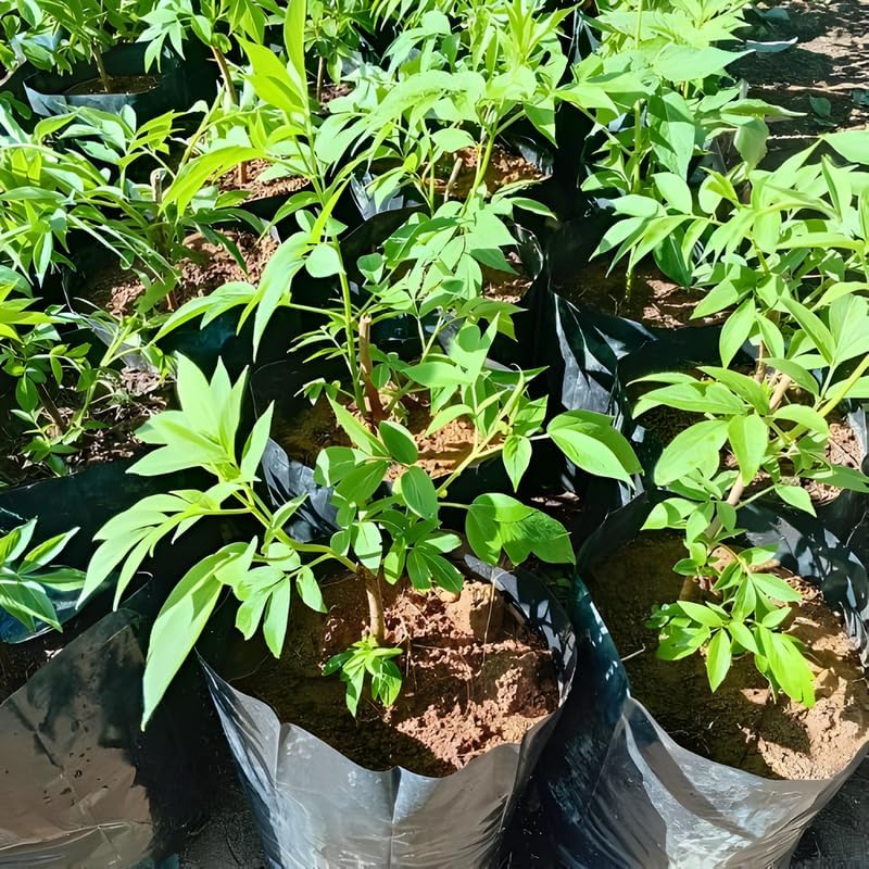 2-Pack Black Elderberry Rooted Cuttings | 8-12" Bare Root Live Plant Seedlings | Fast-Growing Fruit Bearing Shrubs