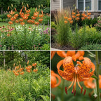 10 Tiger Lily Bulbs, Well-Rooted Turk's Cap Lilium Superbum Bulbs, Vigorous Growth Habit with Showy Recurved Orange Flowers