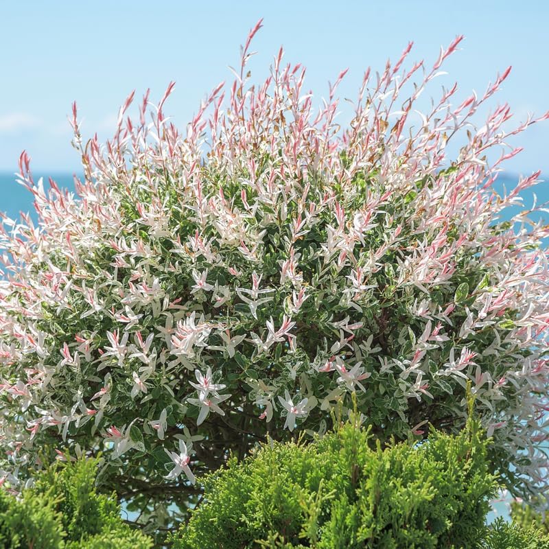 Live Japanese Dappled Willow Shrub in Quart Pot, Easy to Grow Hakuro Nishiki, Fast-Growing Ornamental Deciduous Plant for Garden Borders & Landscape Accents