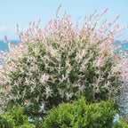Live Japanese Dappled Willow Shrub in Quart Pot, Easy to Grow Hakuro Nishiki, Fast-Growing Ornamental Deciduous Plant for Garden Borders & Landscape Accents