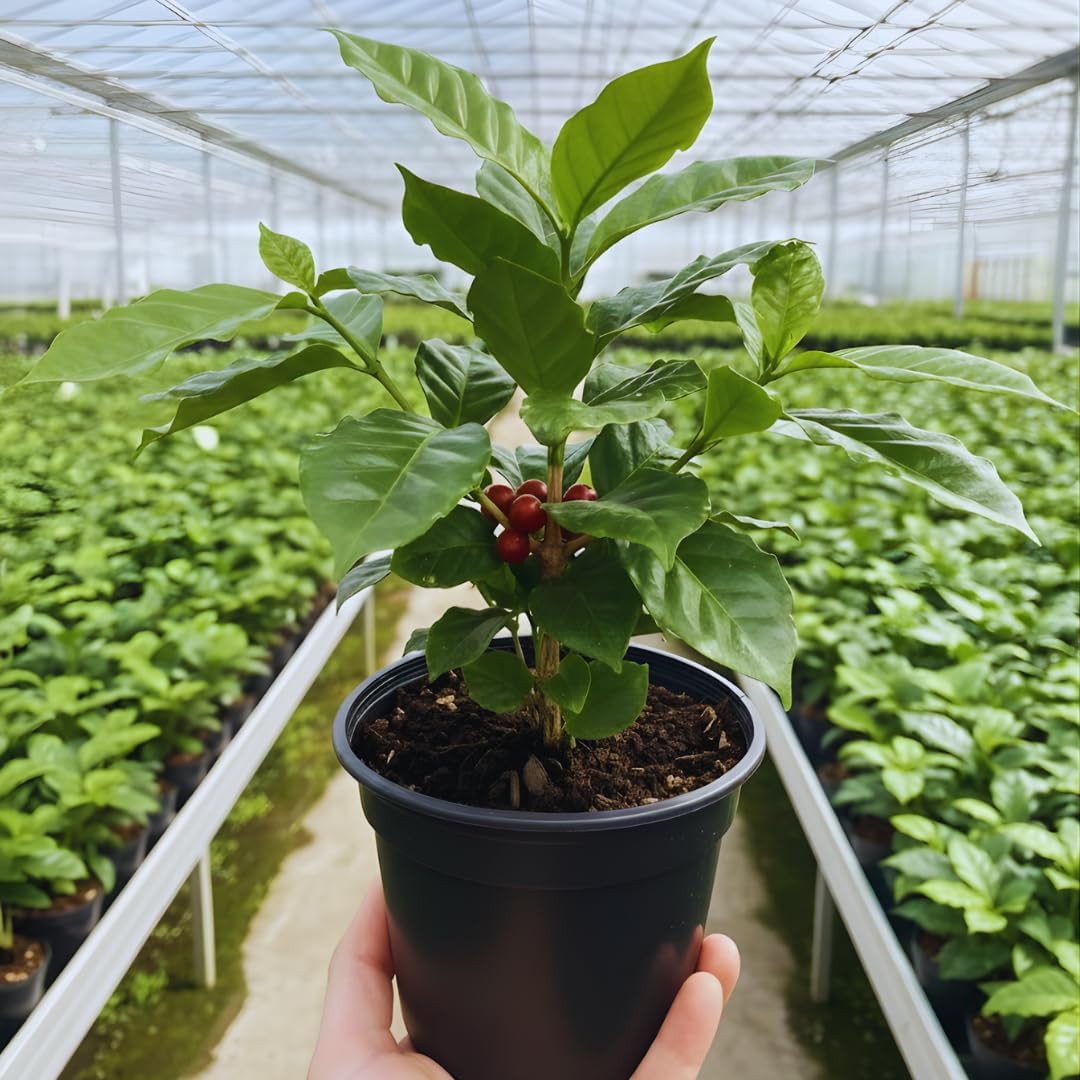 Arabica Coffee Plant Live in 4" Inch Pot | Coffea Arabica Houseplant with Glossy Green Leaves | Easy-Care Indoor Plant for Home, Office & Collections