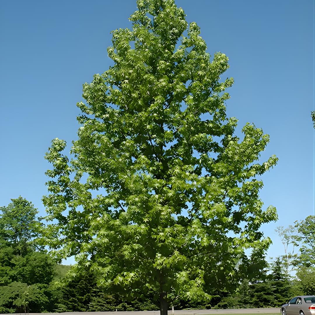 Ulmus parvifolia Chinese Elm Trees for Planting | Hardy Shade Tree for Outdoor Landscapes | Drought-Tolerant, Low-Maintenance Elm Tree | Live 6–12 Inch Starter Plant