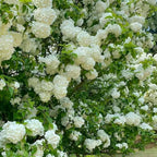 2 Japanese Snowball Bush Live Plants | Snowball Bush Live Plant for Gardens | 1–2 Feet Tall Bare Root Shrubs | Great for Borders, Hedges, and Landscape Design