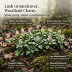 5 Allegheny Spurge Roots, Pachysandra Procumbens, Shady Groundcover for Erosion Control, Cold-Hardy Mountain Spurge