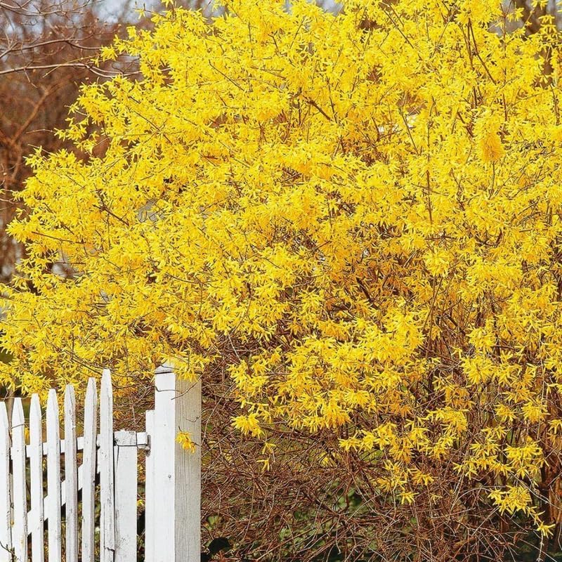 2 Lynwood Gold Forsythia Live Plant for Planting – 10 to 12 Inch Tall | Hardy Outdoor Flowering Shrub | Bright Yellow Spring Blooms | Fast-Growing Hedge or Border Plant