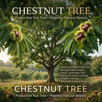 Chestnut Tree, 6-10" Nut Tree, Vigorous Deciduous Shade Tree for Backyard Gardens & Orchard Planting, Sweet Edible Harvests & Fast Growth