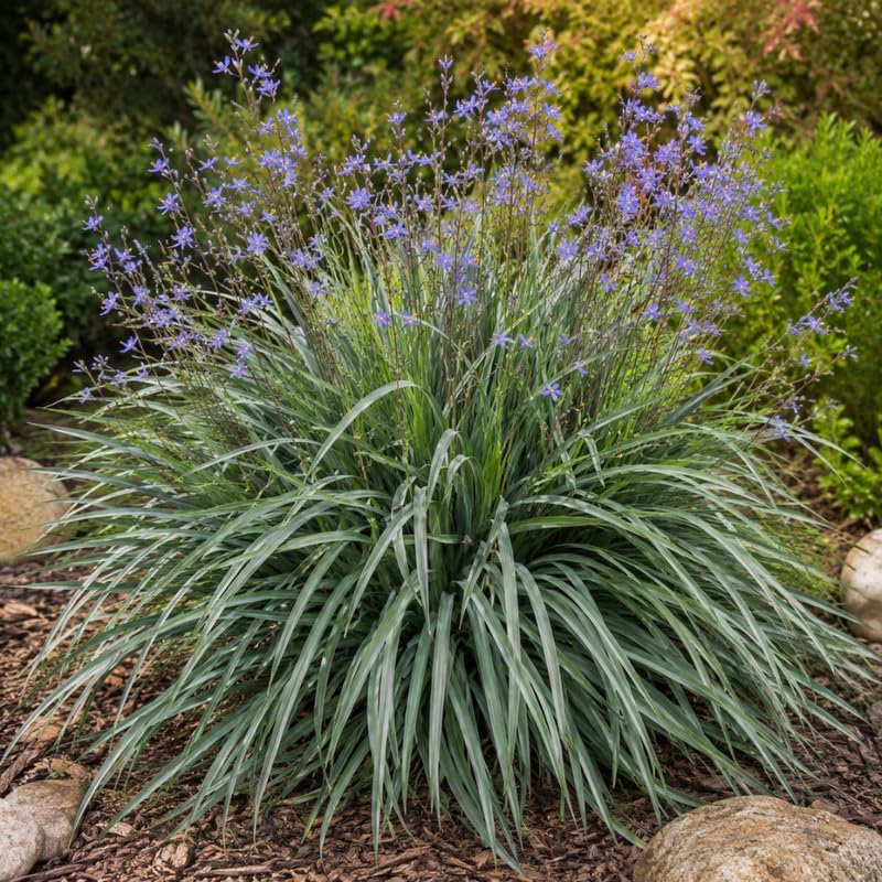 2 Flax Lily Live Plants,  4-6 Inch Tall, Well-Rooted Cold-Hardy Evergreen, Low Maintenance Grass for Shady Yard Borders
