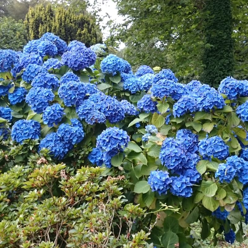 2 Blue Hydrangea Live Plants | 6-18 Inch Bare Root Rooted Cuttings | Large Flowering Deciduous Shrub for Backyard Garden and Landscape
