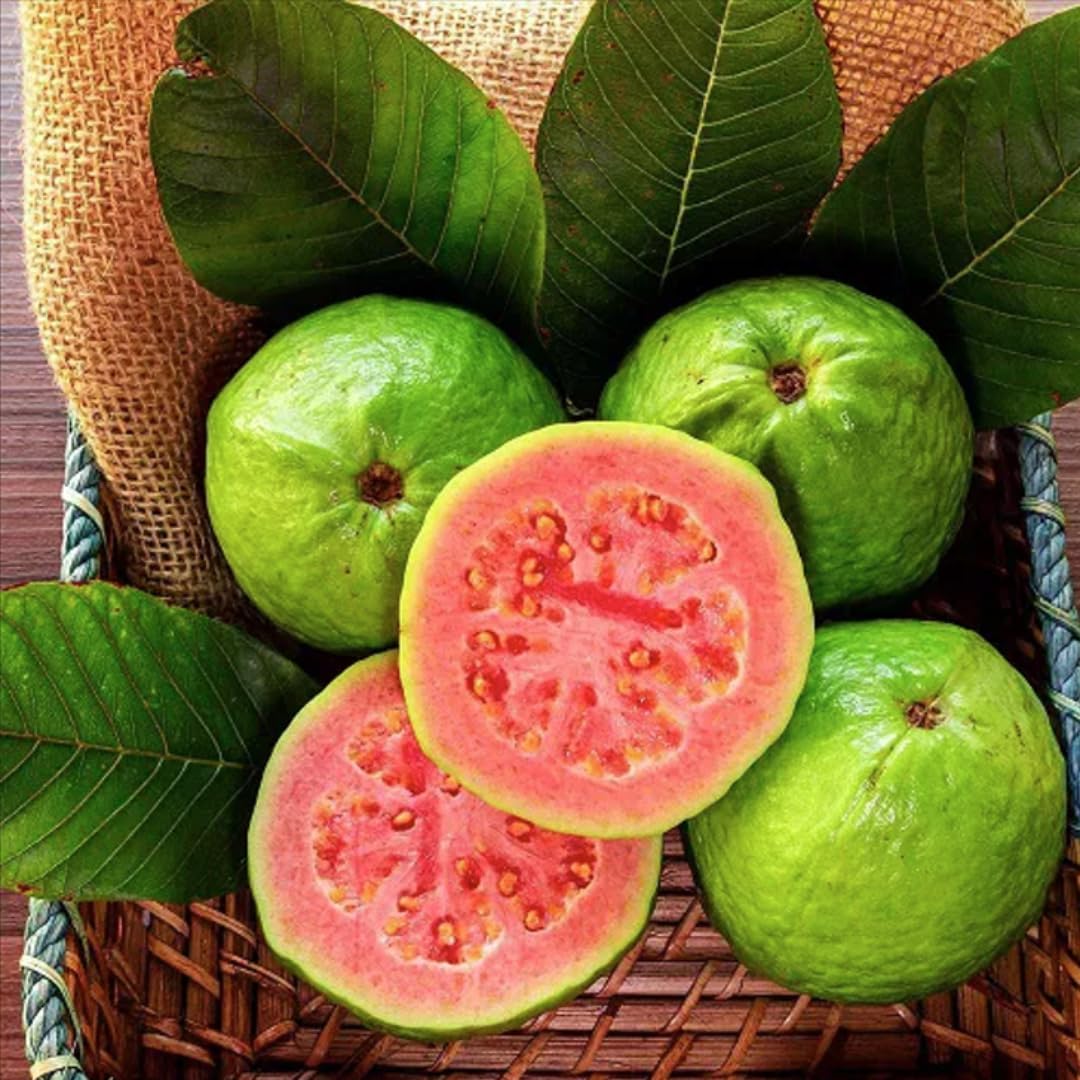 3 Count Pink Guava Tree Live Plant for Planting |Sweet Fruit Tree | 4-6 Inch for Outdoor Garden