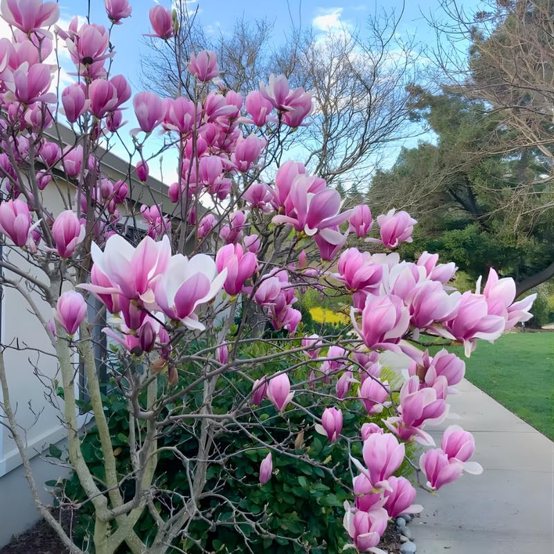 2 Jane Magnolia Tree Live | Jane Magnolia Plants Live for Gardens | 8–12 Inches Tall Young Rooted Cuttings | Great for Landscape Projects and Home Gardens