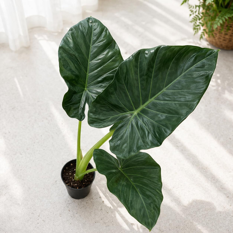 Alocasia Regal Shield Plant, 4-Inch Tall Alocasia Live Plant, Well Rooted, Low Maintenance Tropical Plant for Home Decor or Garden