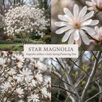 Ann Magnolia Tree Live Plant, 12-18" Potted Plant in 2.5" Pot, Cold-Hardy Early Spring Blooming Tree for Backyard and Garden Rows