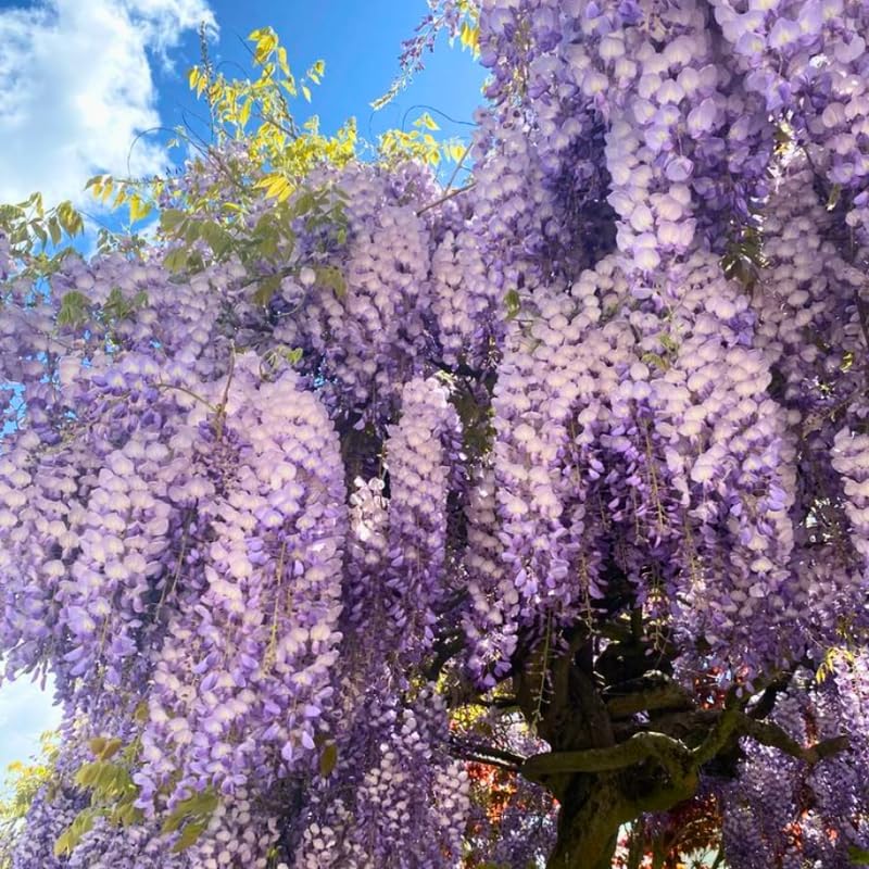 4 American Purple Wisteria Amethyst Wisteria Live Plant 12-24 Inch Tall, Hardy, Easy-Care Climbing Vine for Landscapes, Fences & Outdoor Garden Décor