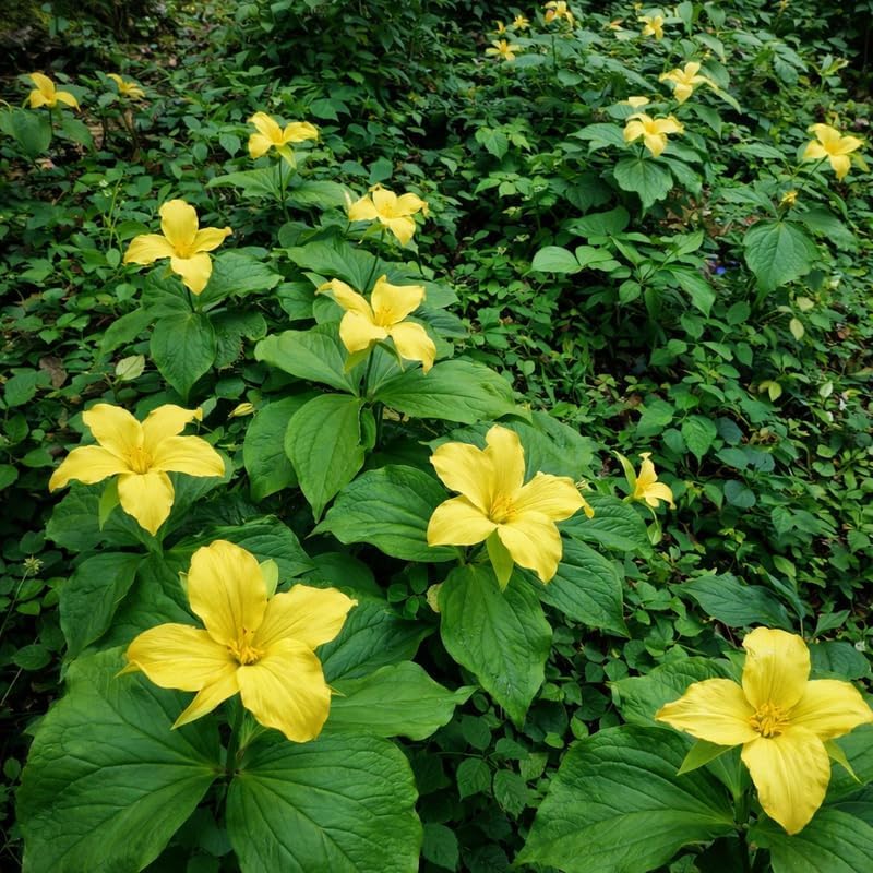 5 Yellow Trillium Bulbs, Native Wildflower, Low Maintenance, Perennial Flower Bulbs for Outdoor Garden