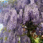 2 Purple Wisteria Tree in 2.5 Inch Pot, Amethyst Wisteria 12-18 Inch Tall, Well - Rooted Purple Flowering Tree, Long Trailing Lavender Purple Flowers