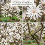 Star Magnolia Tree, 12-18 Inch Tall in 1 Gallon Pot, White Flowering Deciduous Shrub for Backyard and Garden Rows