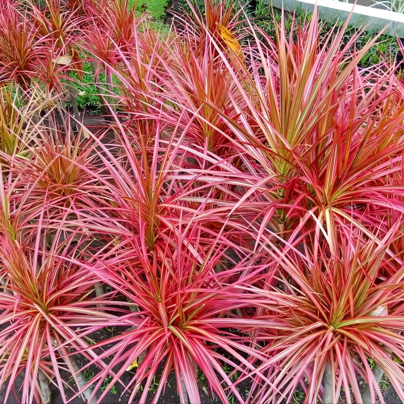 Dragon Tree Live Plant, Dracaena Marginata in 6 Inch Pot, Easy to Maintain Indoor Houseplant, Suitable for Home & Office Décor, Great Birthday Gift