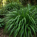2 Flax Lily Live Plants,  4-6 Inch Tall, Well-Rooted Cold-Hardy Evergreen, Low Maintenance Grass for Shady Yard Borders