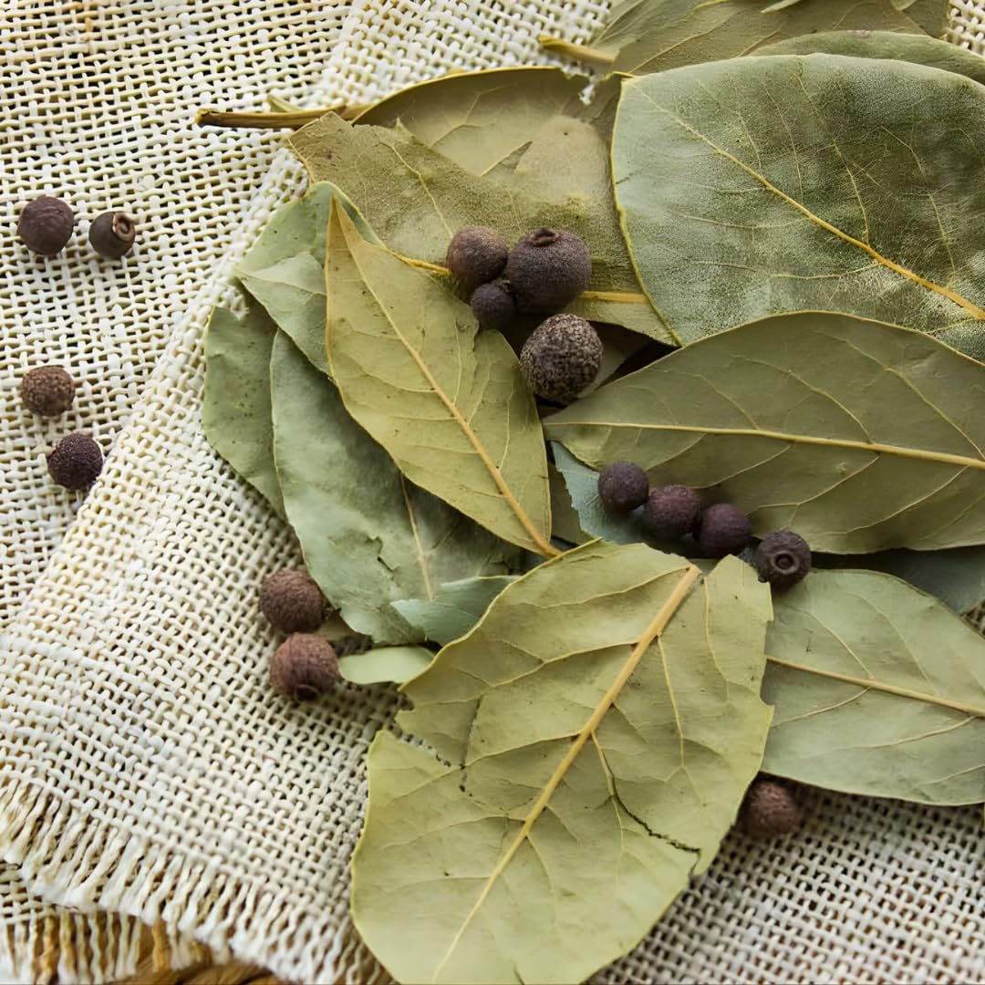 Bay Leaf Tree Live Plant in 4 Inch | Fresh Bay Laurel Herb | Ideal for Home Kitchen Garden | Indoor or Outdoor Garden Use