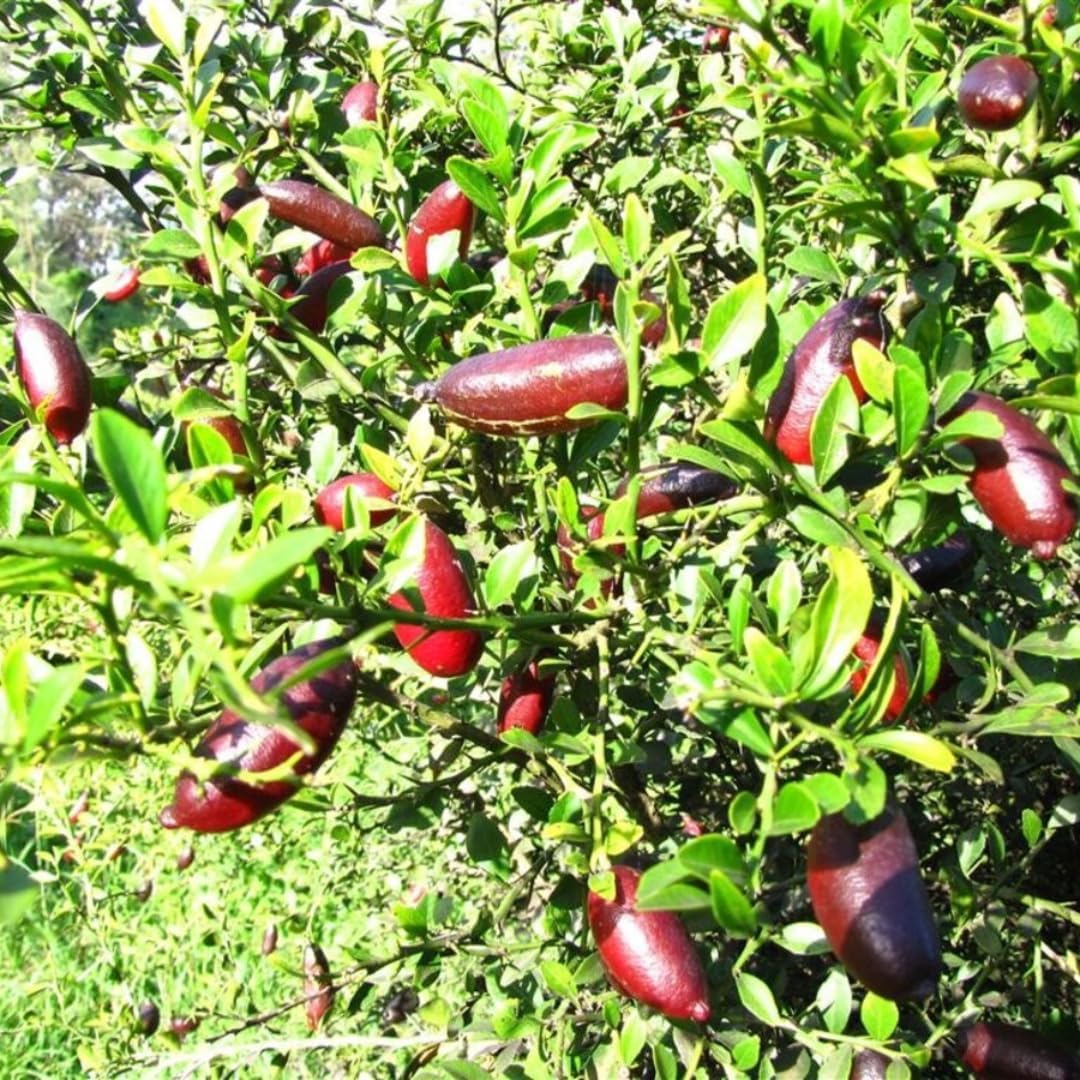 Red Finger Lime Trees Live Plants | 2.5–3 Feet Live Potted Citrus Tree | Citrusy Juicy Fruit for Cooking, Juicing & Home Gardening | No Ship to CA,HI,AK