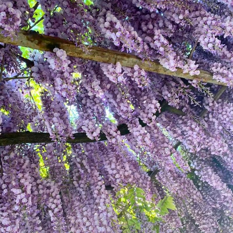 3 American Purple Wisteria - Amethyst Wisteria Live Plant 12-24 Inch, Long Trailing Lavender Purple Flowers, Vigorous Climbing Vine for Pergolas, Trellises & Cottage-Style Gardens