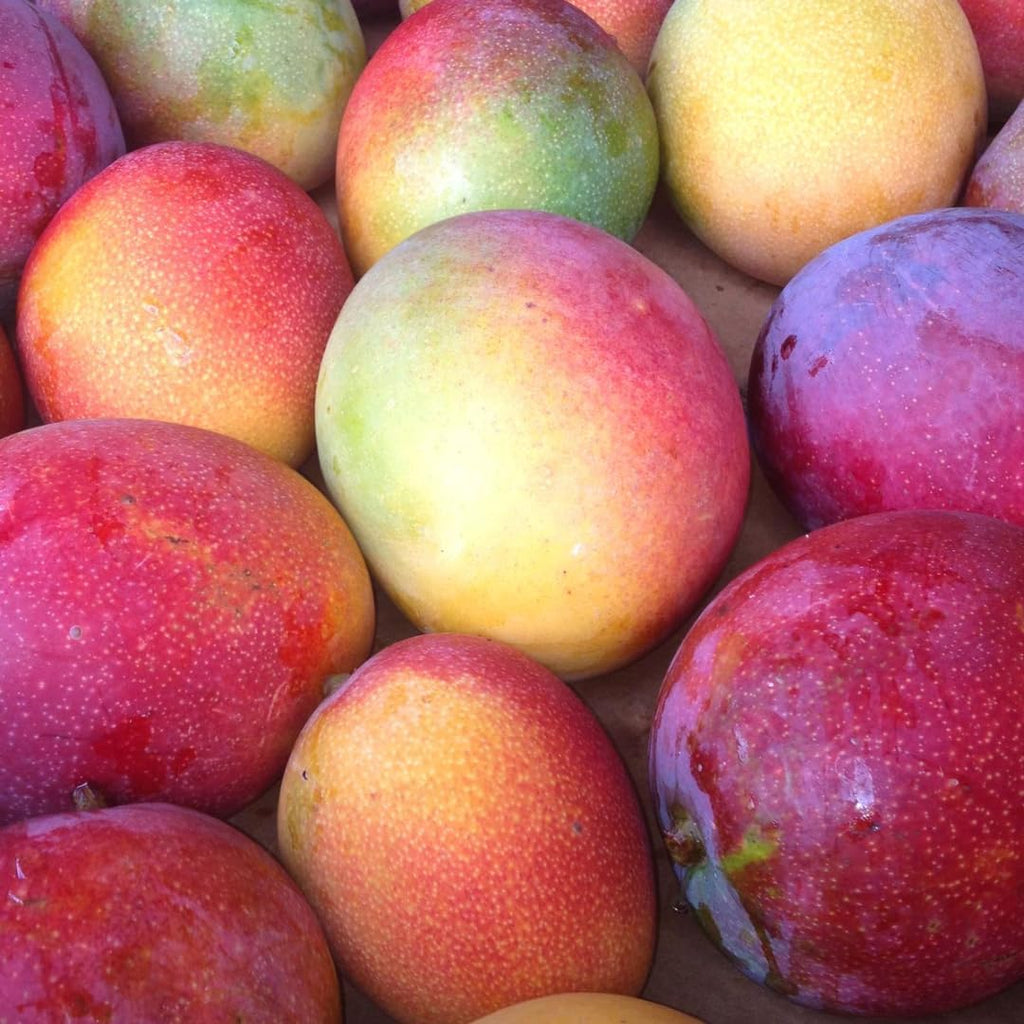 Grafted Valencia Pride Yellow Mango Plant 2.5–3 Ft | Live Mango Fruit Tree | Fast-Growing Tropical Variety for Outdoor Growing & Container Gardening | No Ship to CA,HI,AK