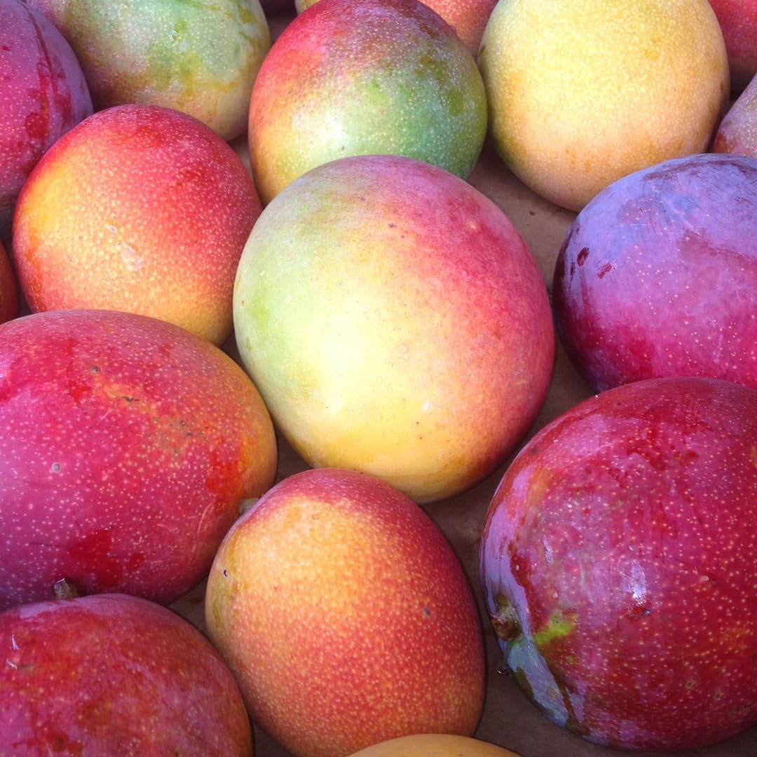 Grafted Valencia Pride Yellow Mango Plant 2.5–3 Ft | Live Mango Fruit Tree | Fast-Growing Tropical Variety for Outdoor Growing & Container Gardening | No Ship to CA,HI,AK