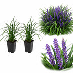 2 Dwarf Mondo Grass Plants Live, 4-8" Tall (No Pot), Easy Care Ornamental Grass Plant, Low Maintenance Decorative Grasses, for Garden Borders & Landscape Accents
