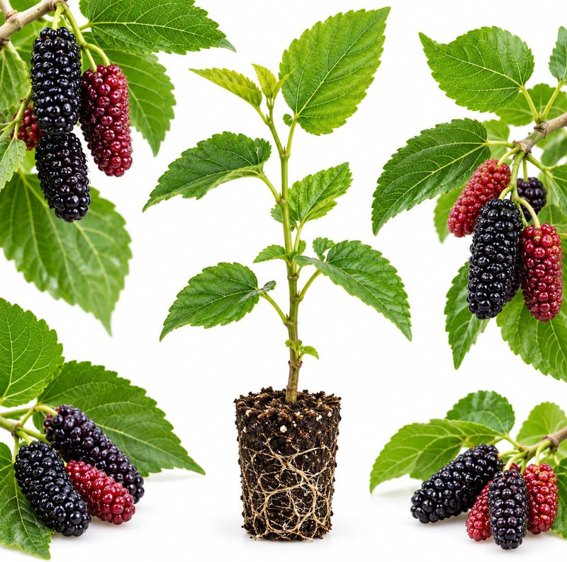 Illinois Everbearing Mulberry Tree Live Plant