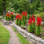 20 Red Cardinal Flower Live Plant Roots, Fast Growing Lobelia Cardinalis,Vibrant Blooms, Perennial Flower Plants for Borders & Outdoor Landscaping