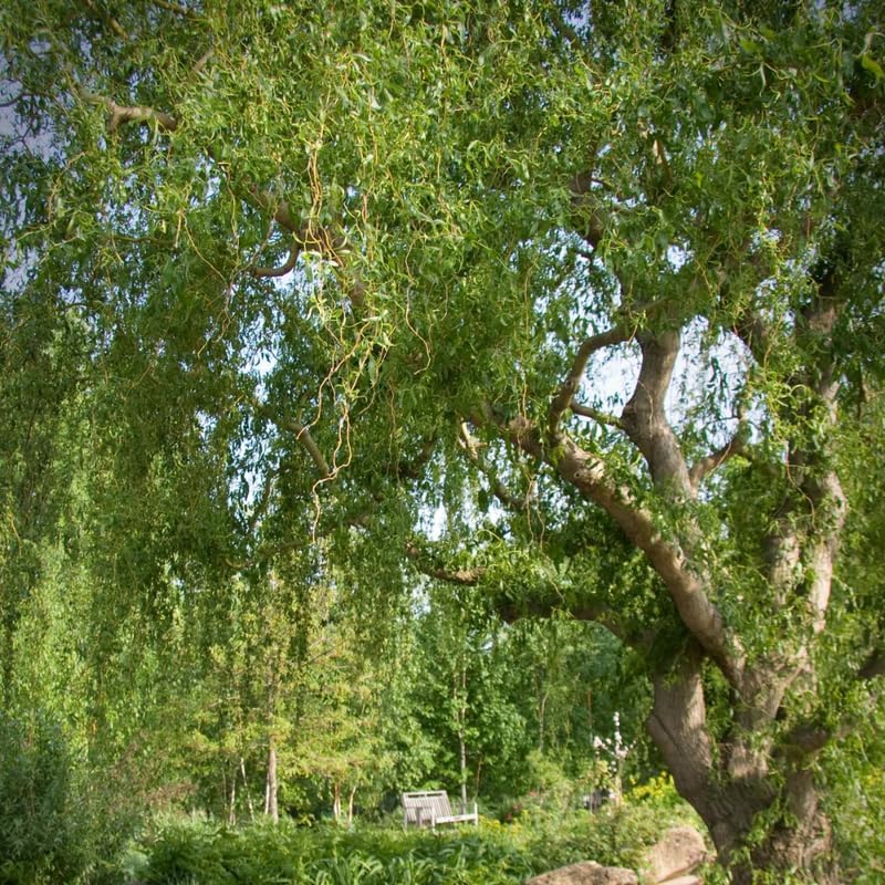 2 Curls Corkscrew Willow Live Plants | 1-2 Feet Tall Bare Root Seedlings | Salix Matsudana Curly Willow | Fast-Growing Trees for Backyard and Patio