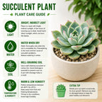 2 Echeveria Chroma Succulent Plants Live, 2 Inch Pot, Rare Live Succulent, Easy Care, Vibrant Color Indoor Houseplant for Home, Office Décor, Small Spaces & Gifts