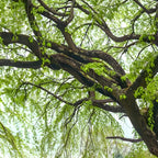 2 Corkscrew Willow Live Bare Root Trees | Twisted Branch Ornamental Tree 1-2ft Bare Root Rooted Cuttings | Well-Rooted Decorative Garden Trees