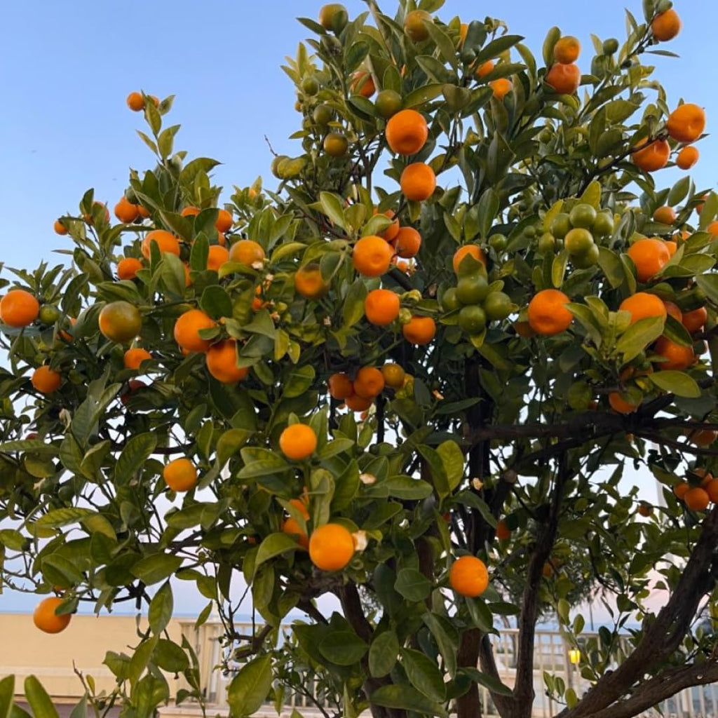 (No Ship to CA,HI,AK) Hamlin Orange Trees Live Plants| 1 Gallon Live Potted Citrus Plant | Sweet Juicy Fruit Tree for Indoor & Outdoor Spaces