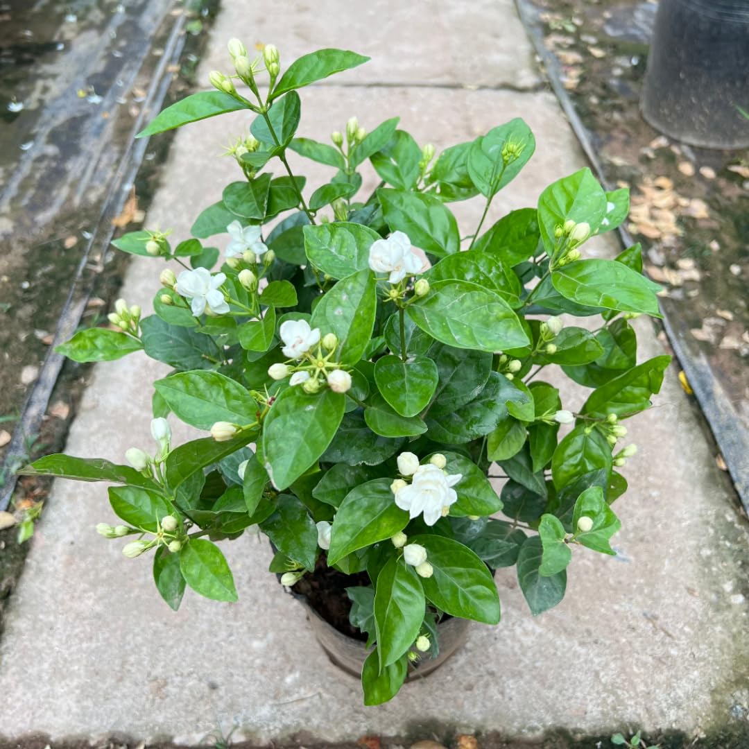 Belle of India Jasmine Plant Live | Size 4 to 5 Inch Tall | Housewarming Friendship Gifts for Women Best Friend Presents for Mom Birthday Gift for New Home