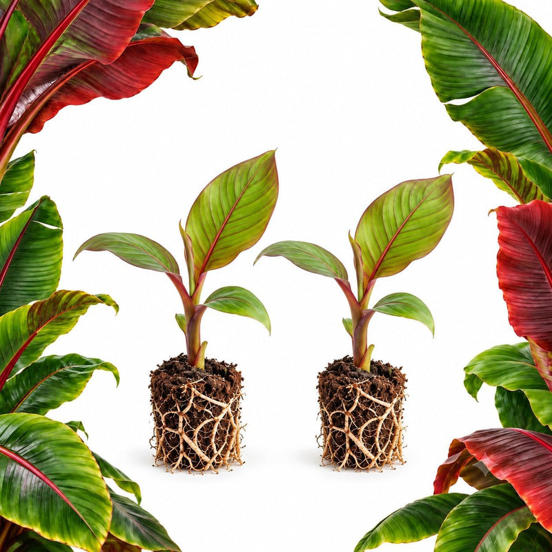 2 Abyssinian Red Banana Plant Live in 2 Inch Pot, Banana Tree Plant