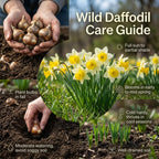 100 Wild Daffodil Bulbs, Well-Rooted Buttercup Bulbs, Vigorous Growth Habit with Showy Trumpet Blossoms for Home Landscapes