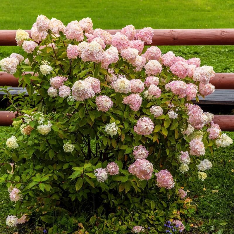 2 Hardy PeeGee Hydrangea Plant Live Shrubs – 6 to 12 Inch Tall | Hardy White Blooming Plants | Beautiful Summer-to-Fall Flowering Bushes