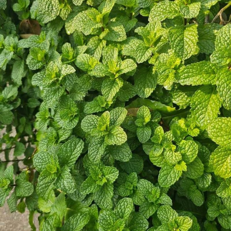 2 Spearmint Plant, 3" Pot, Fresh Herb Plants Live, Mint Plants for Inside Windowsills or Outdoor Garden Beds