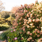 2 Hardy PeeGee Hydrangea Plant Live Shrubs – 6 to 12 Inch Tall | Hardy White Blooming Plants | Beautiful Summer-to-Fall Flowering Bushes