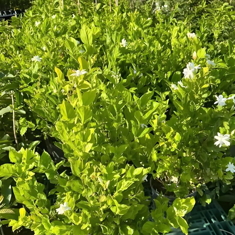 Maid of Orleans Jasmine Flower Plant in 4’’ Inch Pot | Live Jasmine Potted Plant Indoor | Suitable for Windowsills, Desks & Small Spaces | Perfect Fragrant Accent Plant for Home, Office
