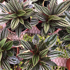 3 Peperomia Plant Live, Peperomia Napoli Nights in 2 Inch Pot, Rare Houseplant for Tabletop Display, Gifting and Indoor Collections