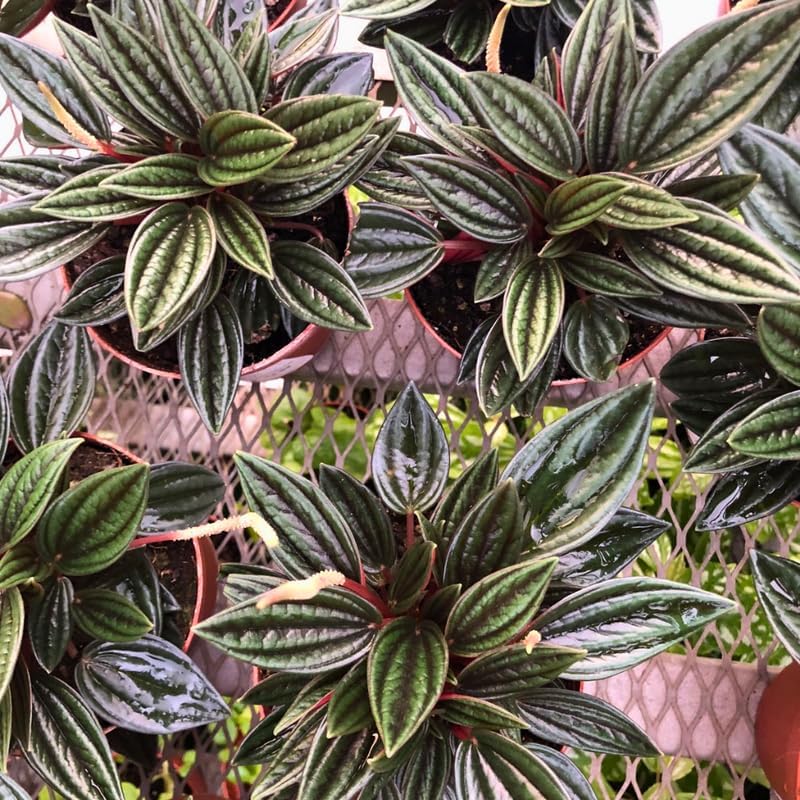 3 Peperomia Plant Live, Peperomia Napoli Nights in 2 Inch Pot, Rare Houseplant for Tabletop Display, Gifting and Indoor Collections
